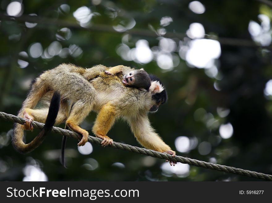 A squirrel monkey carries her baby.