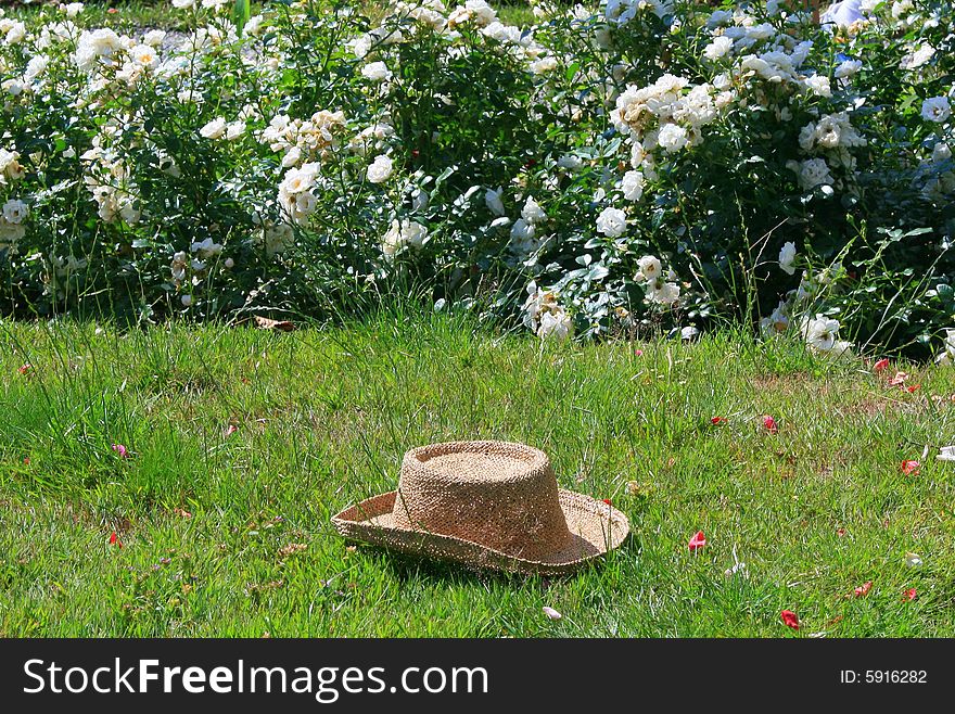 Green grass roses and hat. Green grass roses and hat