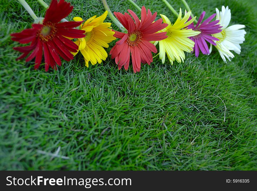 Floral border background with colorful daisies against green grass background. Floral border background with colorful daisies against green grass background