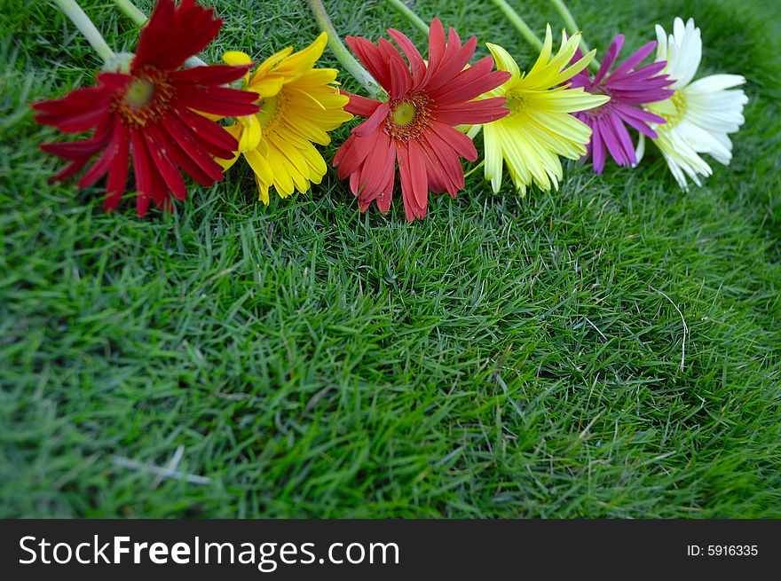 Daisies On Green Grass