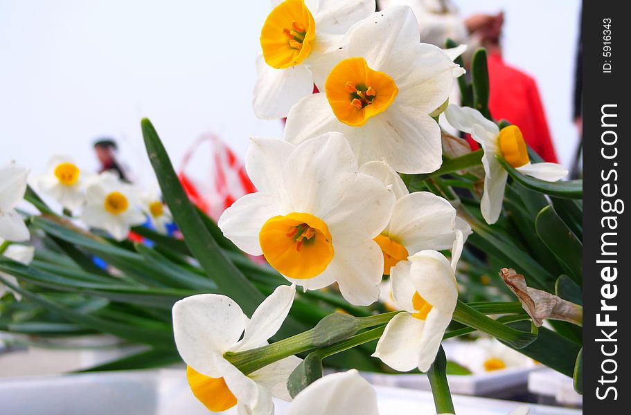 Beautiful Spring Narcissus  in a sunshine day. Beautiful Spring Narcissus  in a sunshine day