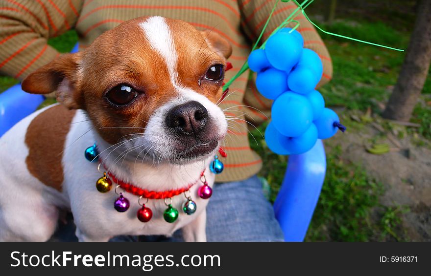 A little dog with colorful  bells around it's neck