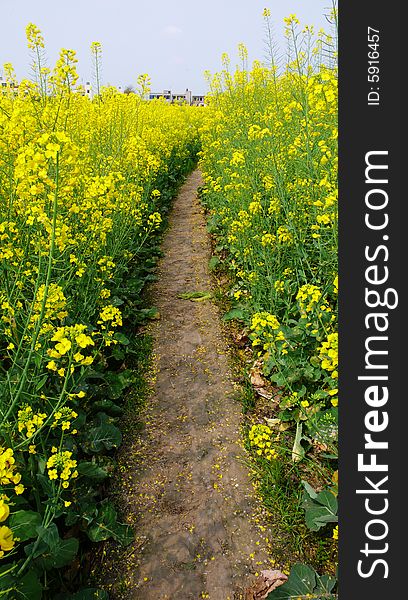 Alley in yellow cole flowers,China. Alley in yellow cole flowers,China