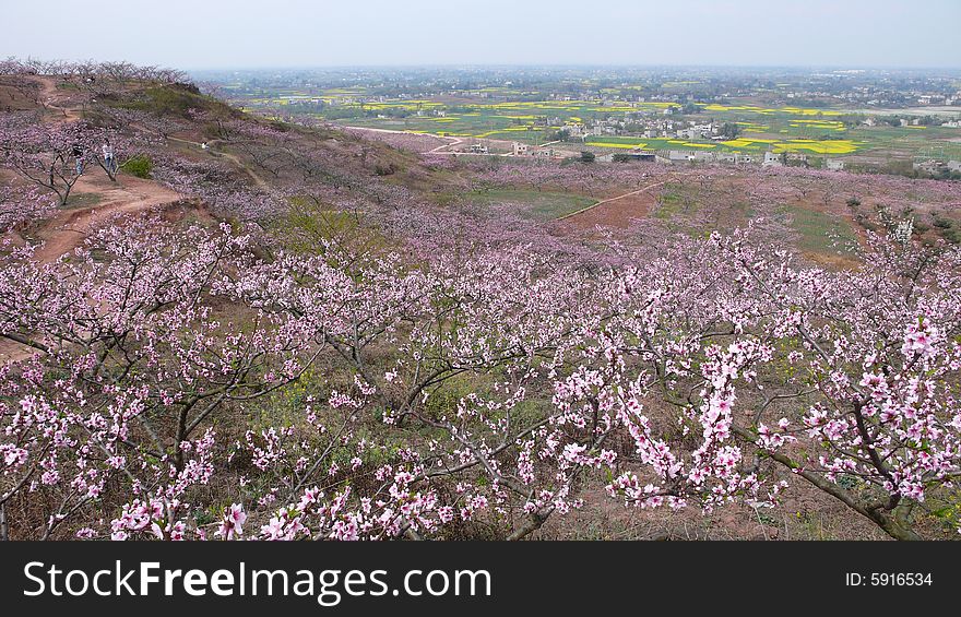 Vast stretches of peach blossom