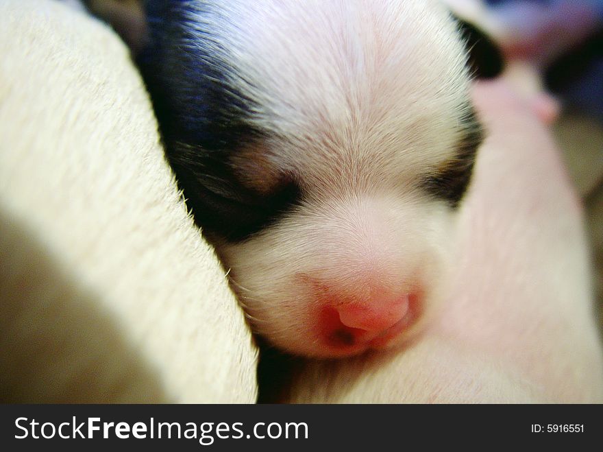 A cute Chihuahua puppy sleeping with it's mother. A cute Chihuahua puppy sleeping with it's mother