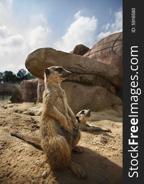 A meerkat stands next to another group member. Taken with a wide angle lens. A meerkat stands next to another group member. Taken with a wide angle lens.