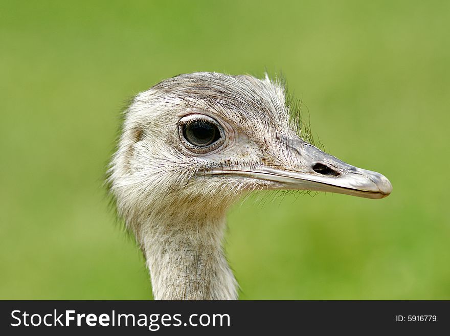 Female ostrich head close-up, focus on the eye