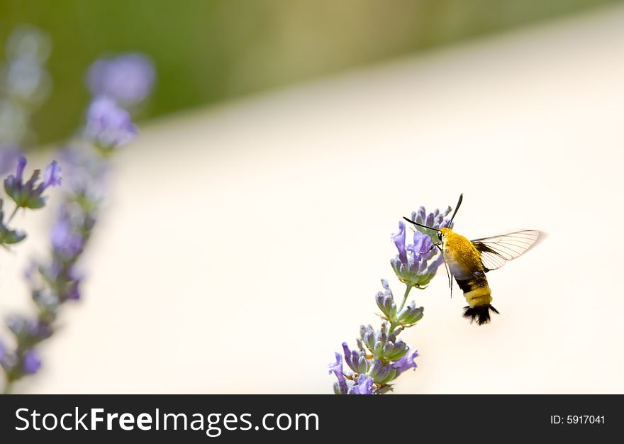 Snowberry Clearwing, Hemaris diffinis, hovering in Lavender