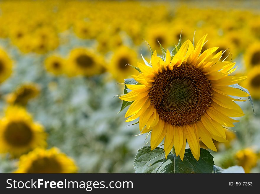 A field of sunflower before being cut. A field of sunflower before being cut