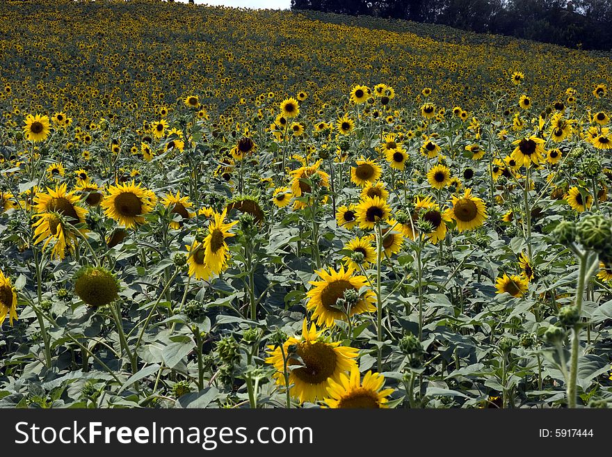 A field of sunflower before being cut. optimism. A field of sunflower before being cut. optimism