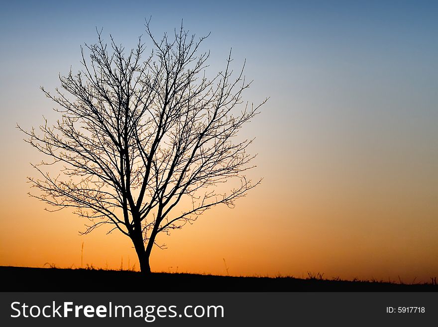 Silhouette of a tree on a background of the evening sky