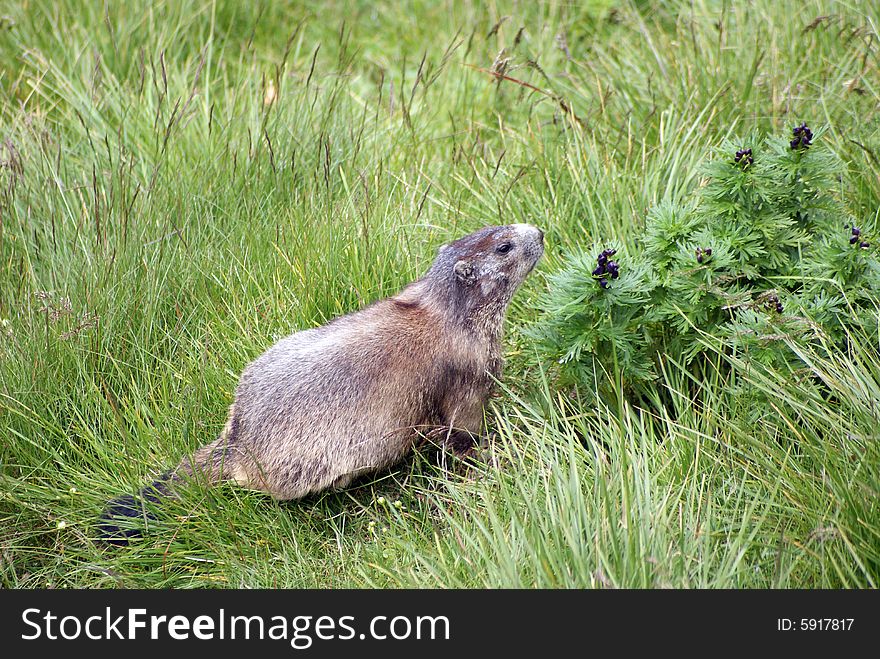 A nice marmot staring at something