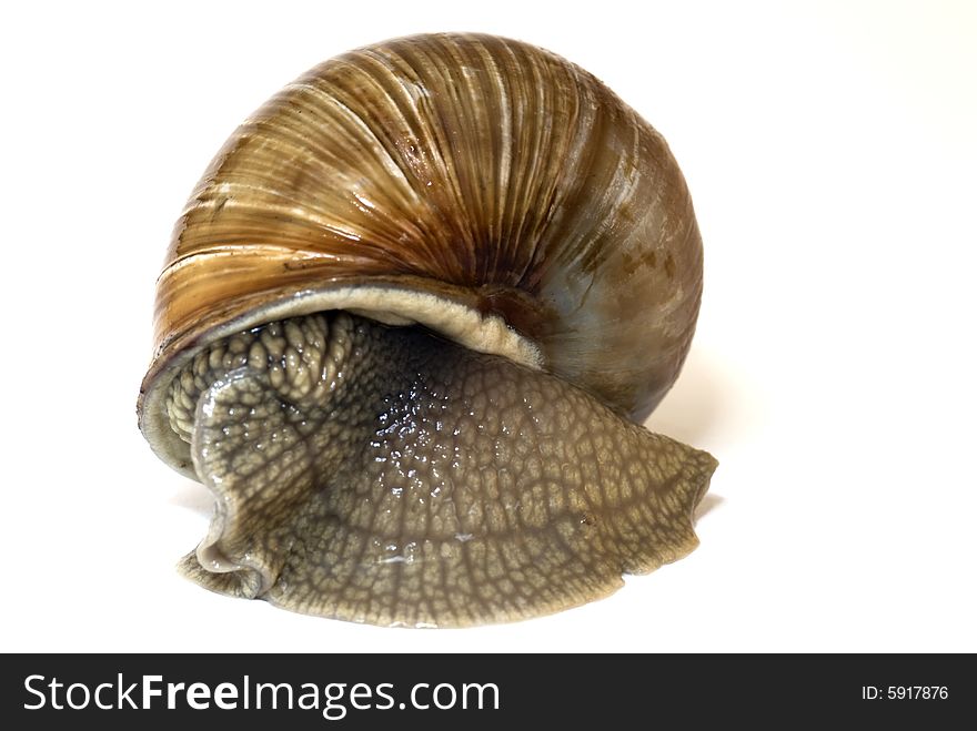 The brown snail on a white background hides in the cockleshell