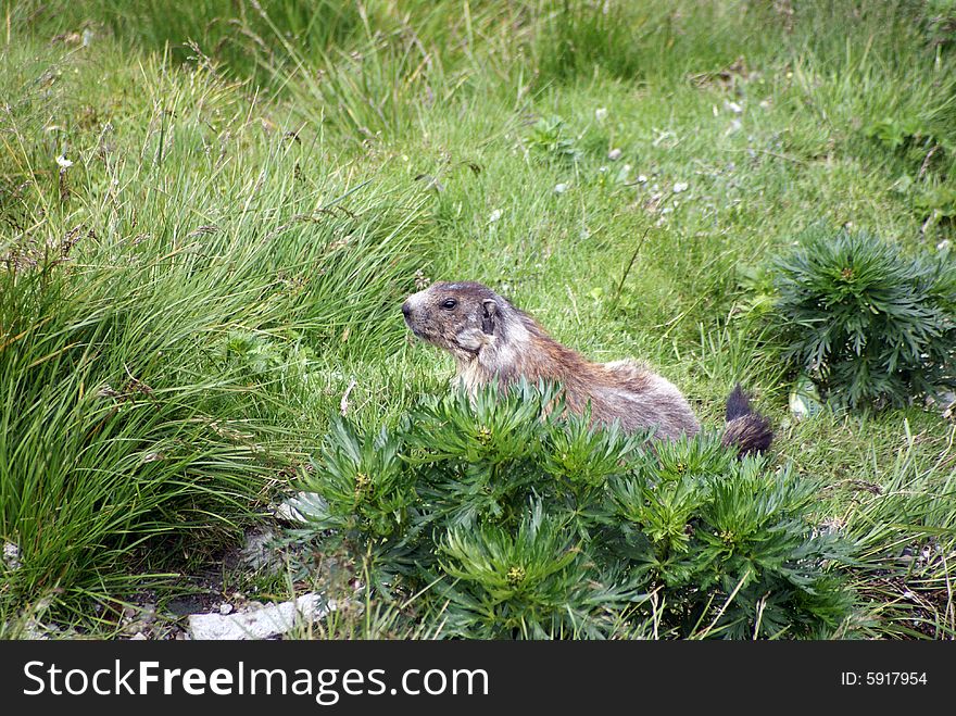 A nice marmot pointing something. A nice marmot pointing something