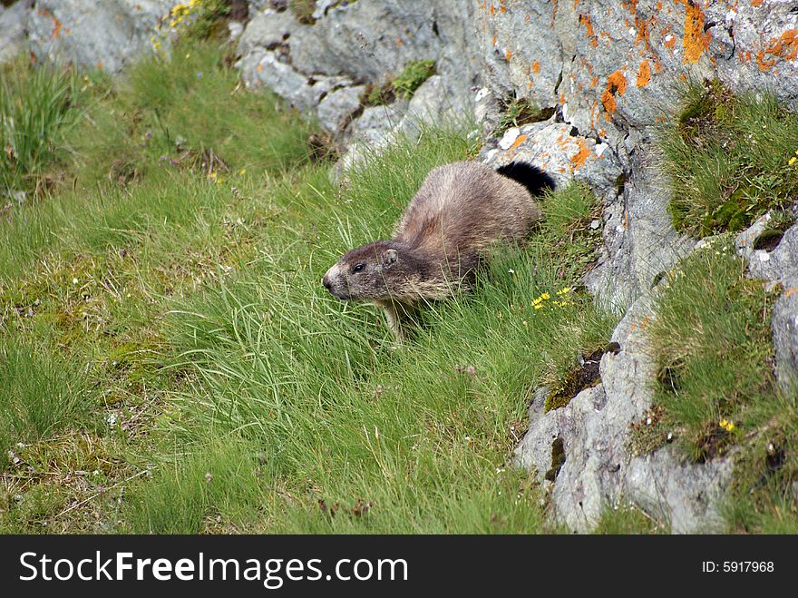 Marmot Escaping