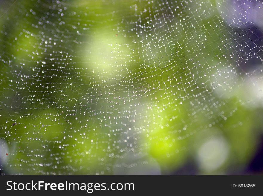 Spiderweb with water droplets after rain