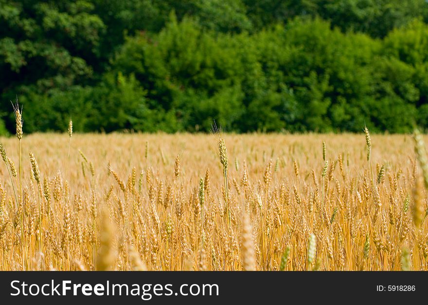 Field of wheat on a background of the forest