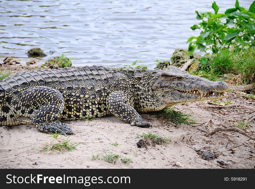 Alligators on natural habitat on Guama Lagoon, Cuba