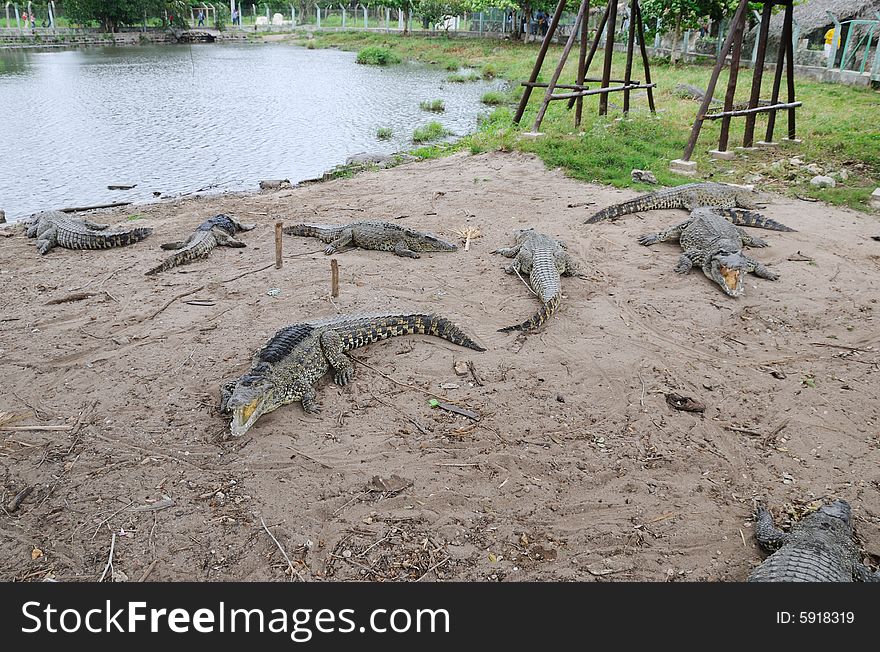 Alligators on natural habitat on Guama Lagoon, Cuba