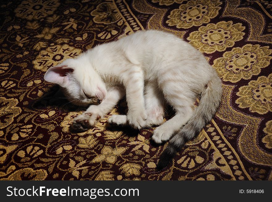 Portrait of young white bengal cat sleeping. Portrait of young white bengal cat sleeping