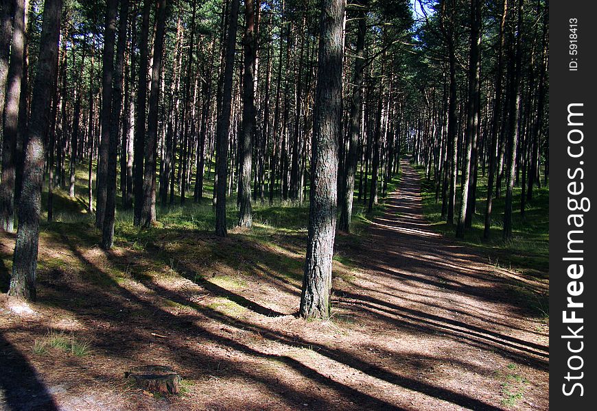 Forests' road in the sunny day