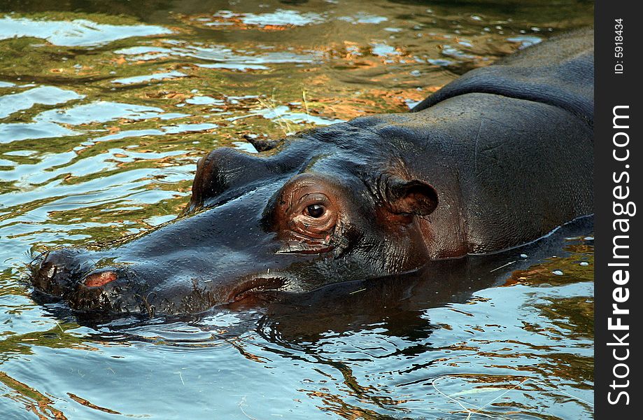 A Hippopotamus comes to the surface spraying water in all directions