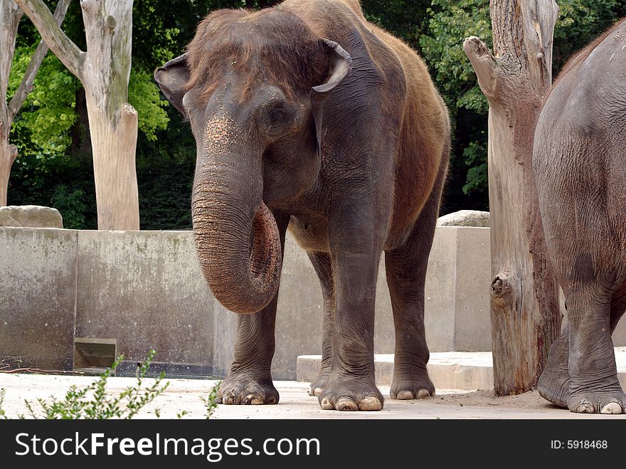 One elephant at the zoo