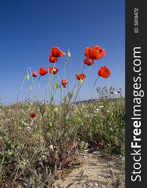 Poppy field and blue sky