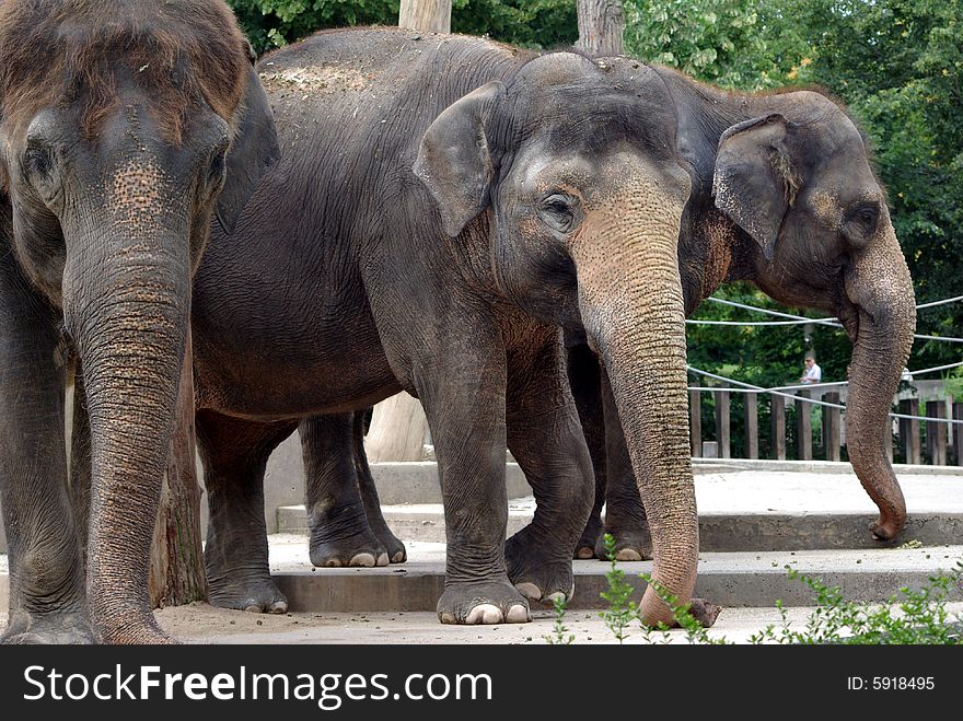 Three elephants staying beside each other