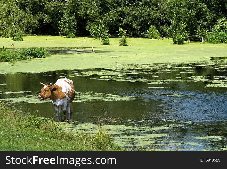 Cow saved from heat in a pond. Cow saved from heat in a pond