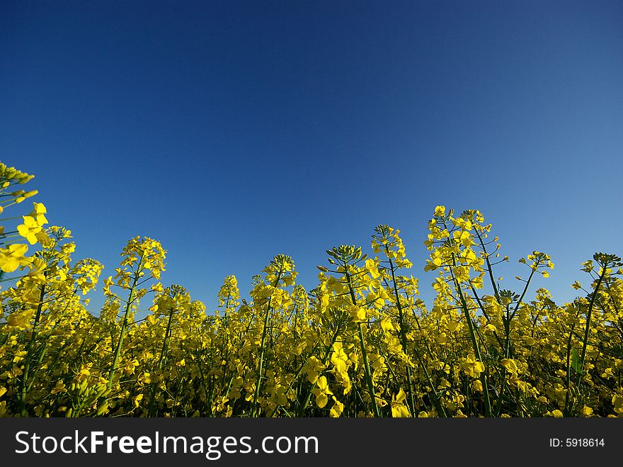 Eco Enviroment, Rape Field