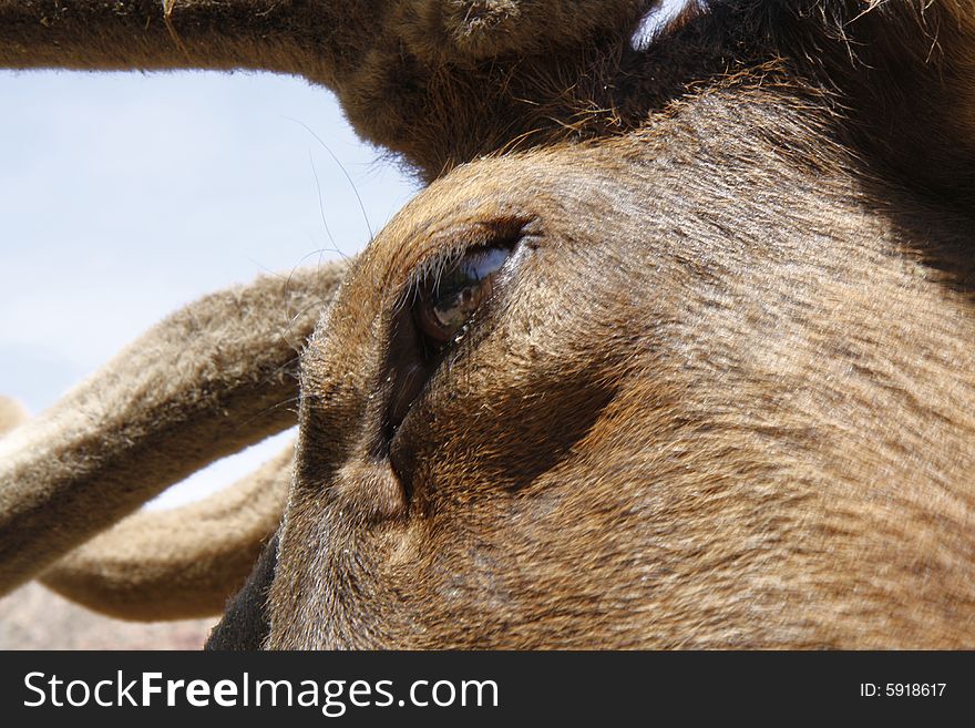 Woman mirroring in eye of elk