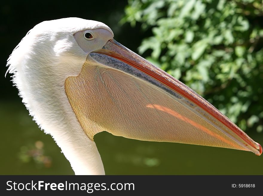 White pelican and its big nib. White pelican and its big nib