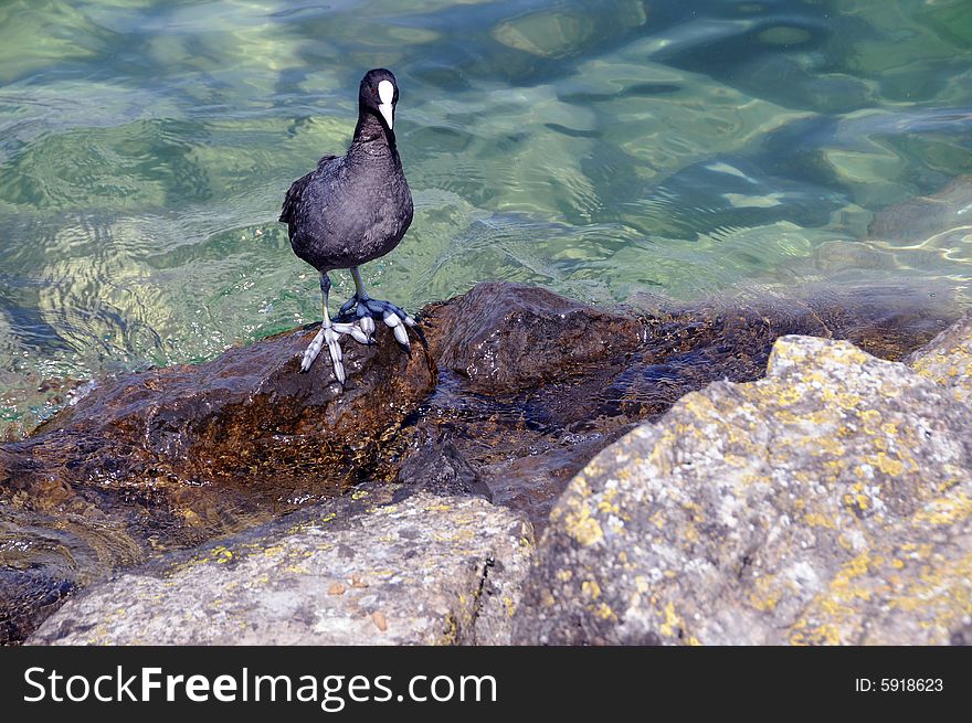 Black lake bird standing at the stone