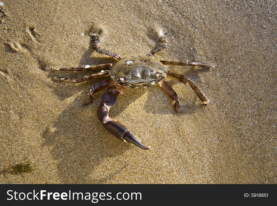 Wet little crab on the sand