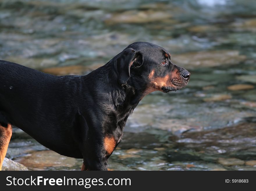 Tanker the Rottweiler in the river