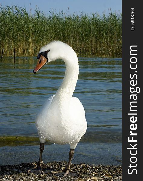 Wild swans near a lakeshore Ohrid Makedonya