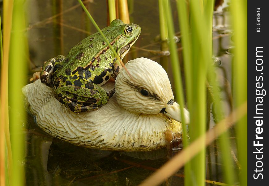 Frog Sitting On Plastic Duck And Wondering