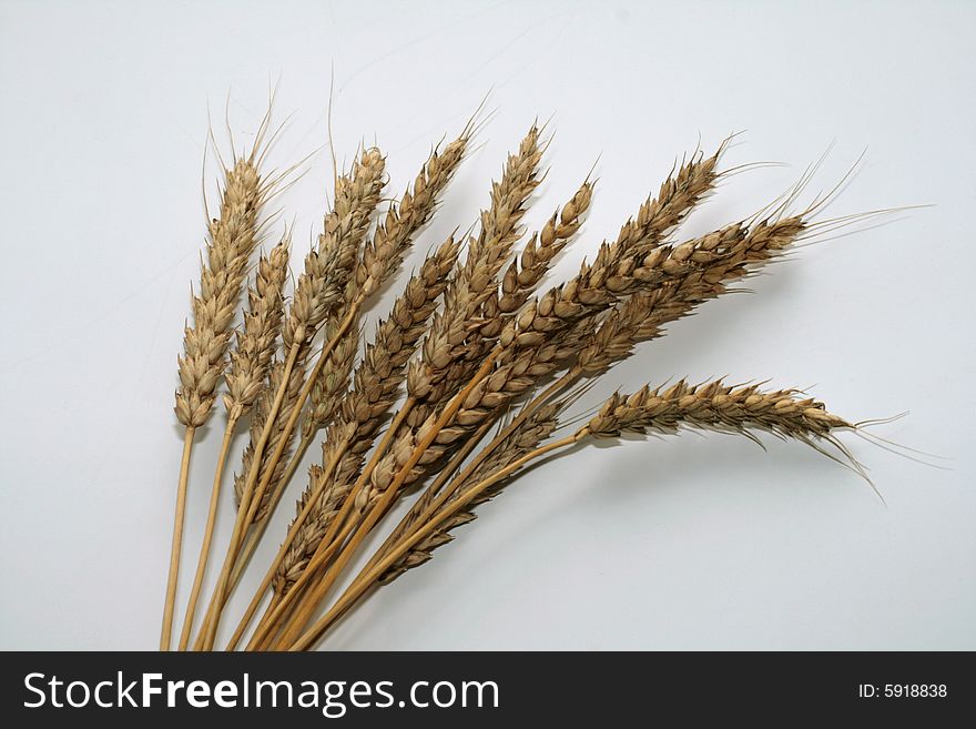 Wheaten ripe grain ears on a light background. Wheaten ripe grain ears on a light background