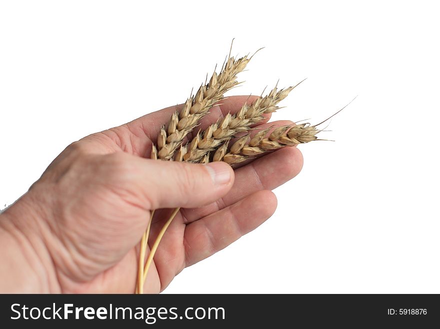Three wheaten ripe ears on a palm. Isolated. Three wheaten ripe ears on a palm. Isolated
