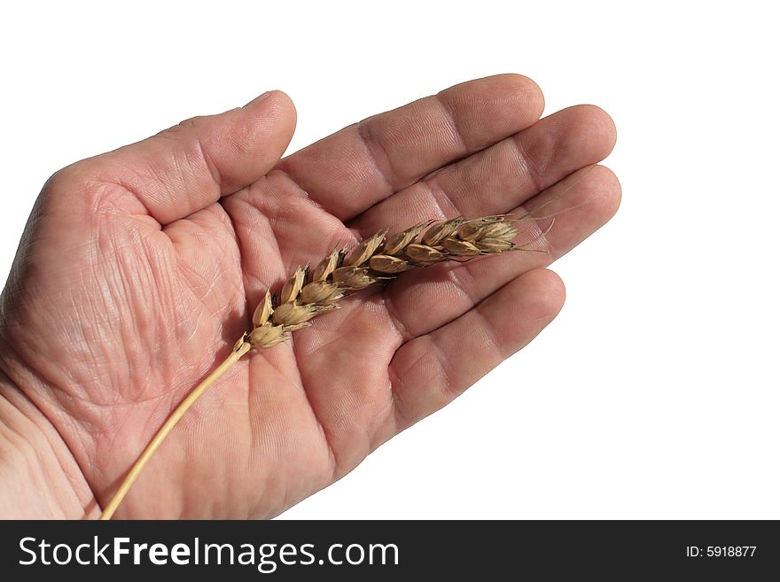 Wheaten ripe grain ear on a palm. Isolated. Wheaten ripe grain ear on a palm. Isolated