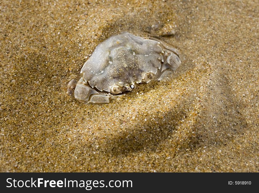 Wet small crab on the sand