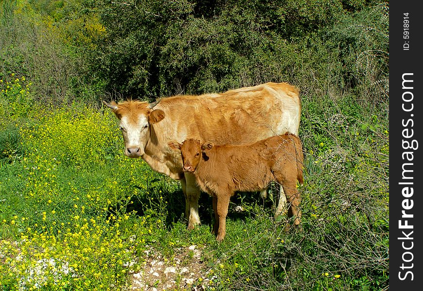 Cow and calf on paddock of Golan, Israel