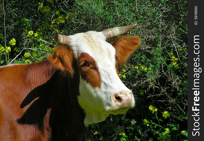 Cow on paddock of Golan, Israel