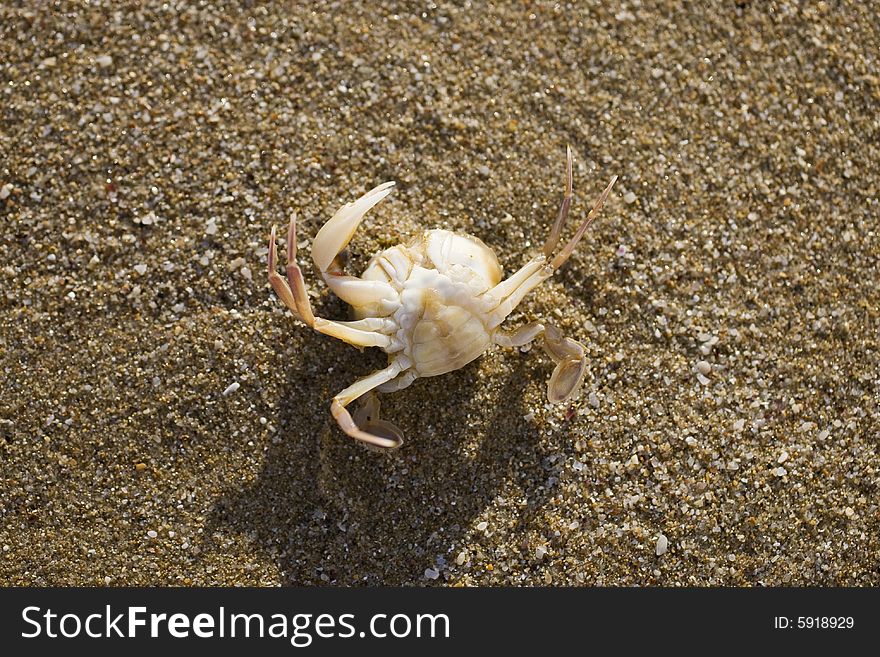 Wet small crab on the sand