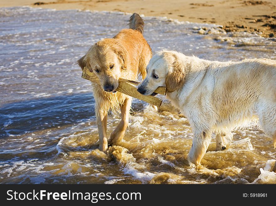 Two Golden Retrievers playing with stick