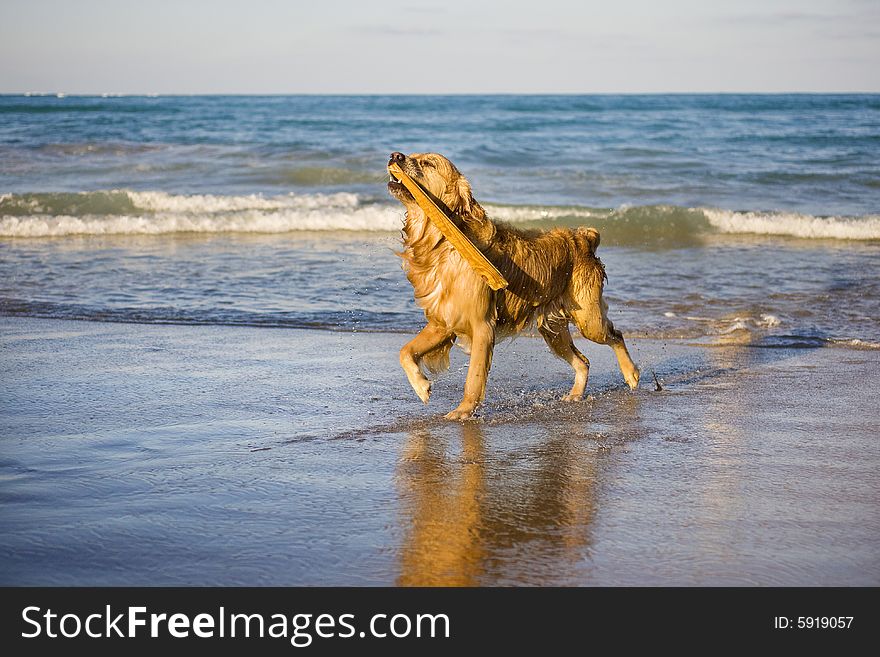 Golden retriever coming from the water