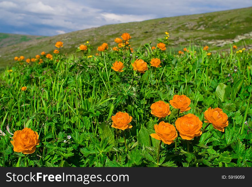 Wild fiery flowers and green grass