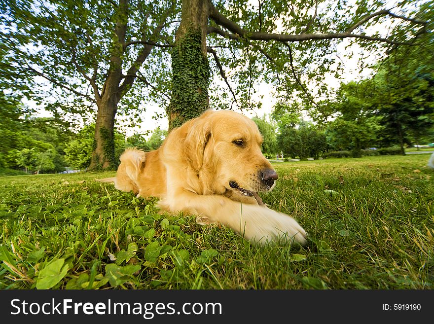 Golden retriever in the green grass