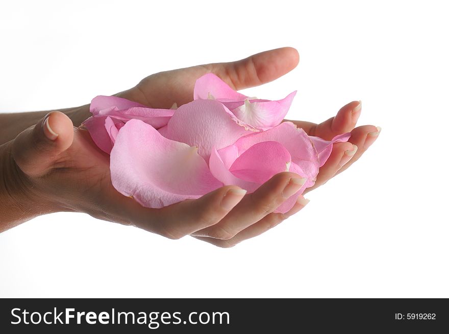 Detail of human hands holding pink rose petas - isolated. Detail of human hands holding pink rose petas - isolated